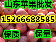 山东红富士苹果种植基地价格行情