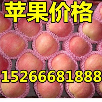 供應(yīng)山東紅富士蘋(píng)果價(jià)格行情