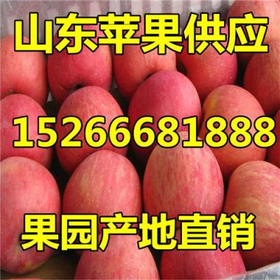 供應(yīng)山東紅富士蘋(píng)果價(jià)格行情