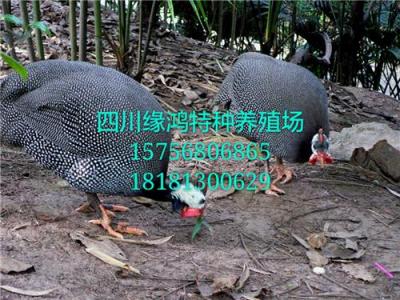 宜賓珍珠雞苗 自貢珍珠雞 瀘州珍珠雞苗