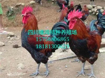 四川烏雞苗 貴州烏雞苗 云南烏骨雞苗