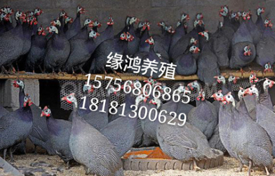 宜賓珍珠雞苗 自貢珍珠雞 瀘州珍珠雞苗