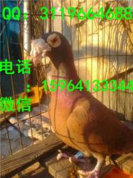福建大鼻子多少錢一對彎梁大鼻子價格