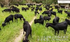 黑山羊种羊价格联系九江大业牧业