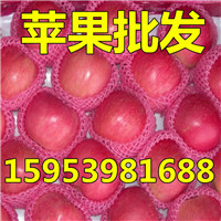 供應山東蘋果批發