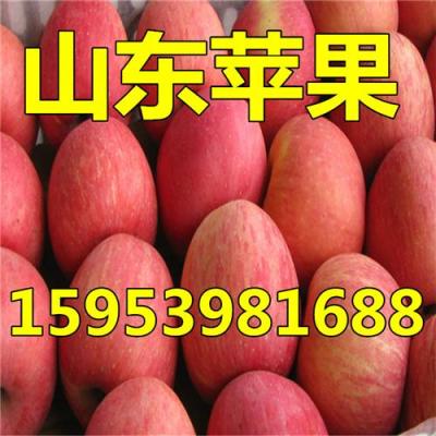供應山東蘋果批發