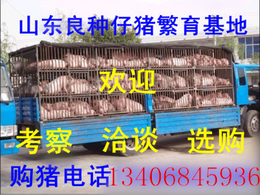 山東仔豬苗豬繁育基地