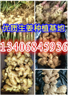 山東優(yōu)質(zhì)大姜生產(chǎn)基地