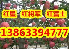 山东红富士苹果批发价格多少钱一斤