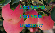 山东红富士苹果大量供应红富士苹果上市