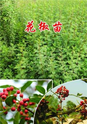 狮子头花椒苗批发/大红袍花椒苗/南阳花椒苗