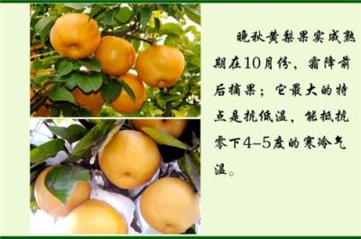狮子头花椒苗批发/大红袍花椒苗/南阳花椒苗