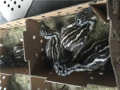 全國優質正宗的貴妃雞苗 珍禽種苗