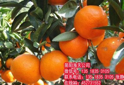 柑橘新品种大雅一号柑橘苗品种 优质高产柑
