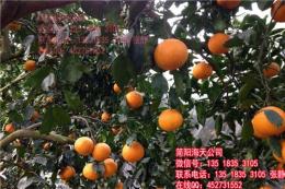 最新柑橘爱媛38号品种 嫁接优良高产柑橘苗