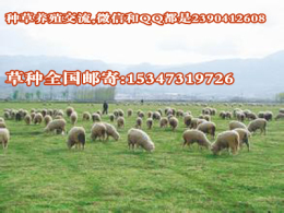 内蒙古牧草养羊焉荬草敖汉细毛羊养殖种草