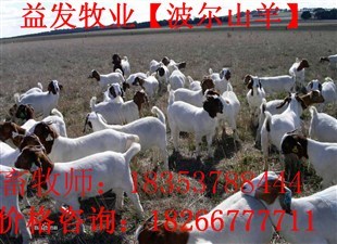 波尔山羊孕羊种公羊品种价格