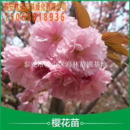 销售泰安7公分重瓣樱花用于护坡绿化 泰安