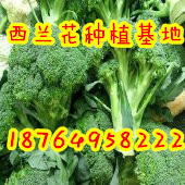 山东西兰花价格 西兰花产地 西兰花批发
