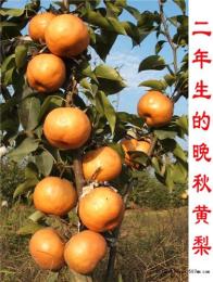 玉露香梨树苗批发/早苏红梨/晚秋黄梨苗批发