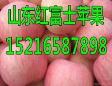 山东红富士苹果产地苹果批发价格行情