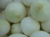 供应优质白皮洋葱种子 出口洋葱品种