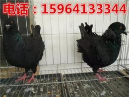 江西元宝鸽青年鸽多少钱公斤青年鸽多少钱