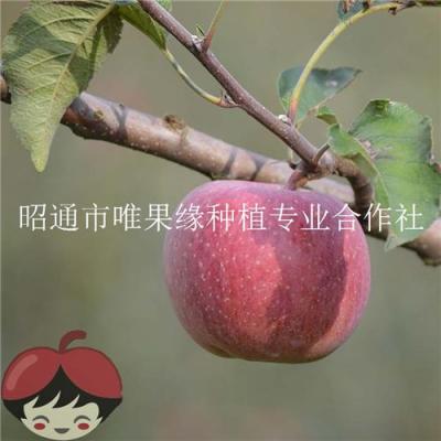 批发云南昭通苹果糖心丑苹果红富士苹果