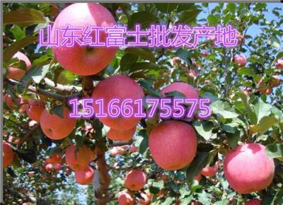 山东红富士苹果批发 供应山东红富士价格