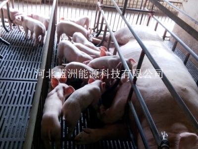 云南养殖设备厂家河南母猪产床厂家四川猪床