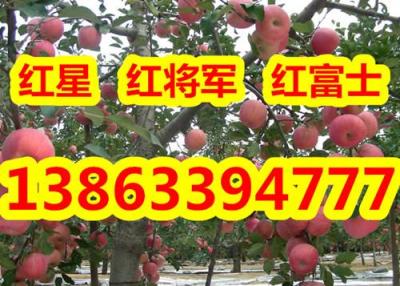 山东红富士苹果产地价格红富士苹果基地价格