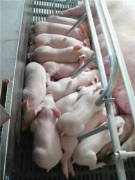 南京哪里有苗猪养殖场批发