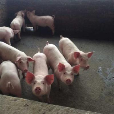 常州仔猪价格苗猪养殖场