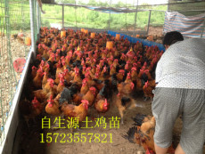 广安土鸡苗-广安土鸡价格-广安土鸡市场