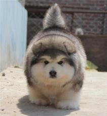 云南阿拉斯加雪橇犬