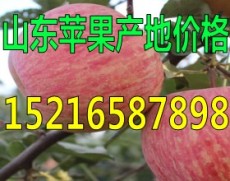 山東紅富士蘋果產地供應價格