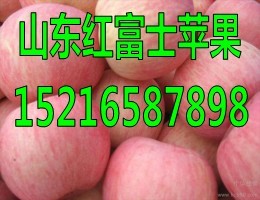 山东红富士苹果产地供应价格