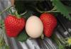 草莓苗亩产多少斤
