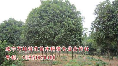 上海4公分桂花树哪家便宜 万桂桂花