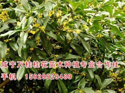 上海4公分桂花树哪家便宜 万桂桂花