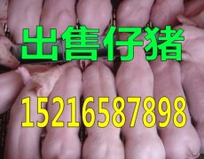 仔豬出售山東仔豬養殖行情價格信息
