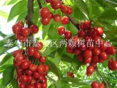 瑪瑙紅櫻桃苗