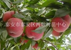 1公分桃苗