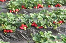 美王四季草莓苗
