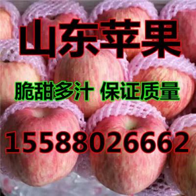 今日紅富士蘋(píng)果產(chǎn)地跌價(jià)銷售
