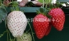 泰安优质草莓苗
