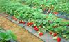 塞娃草莓苗