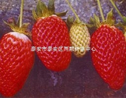 优质草莓小苗