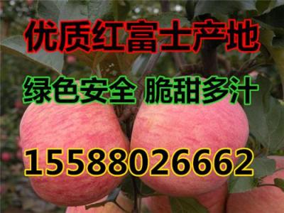 蘋果降價(jià) 山東優(yōu)質(zhì)紅富士蘋果供應(yīng)基地