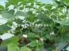 泰安优质草莓苗5公分